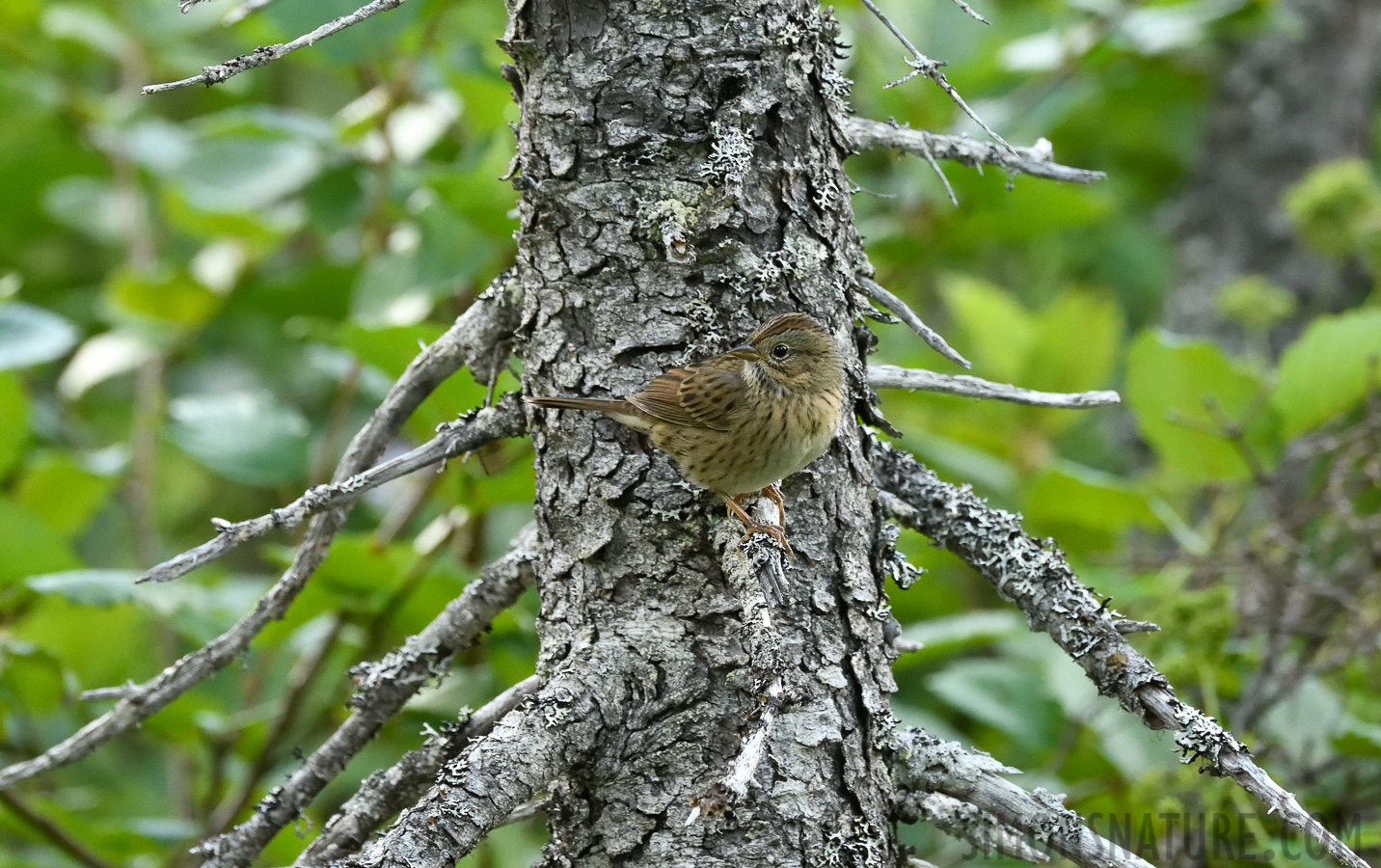 Melospiza lincolnii lincolnii [400 mm, 1/400 Sek. bei f / 7.1, ISO 3200]